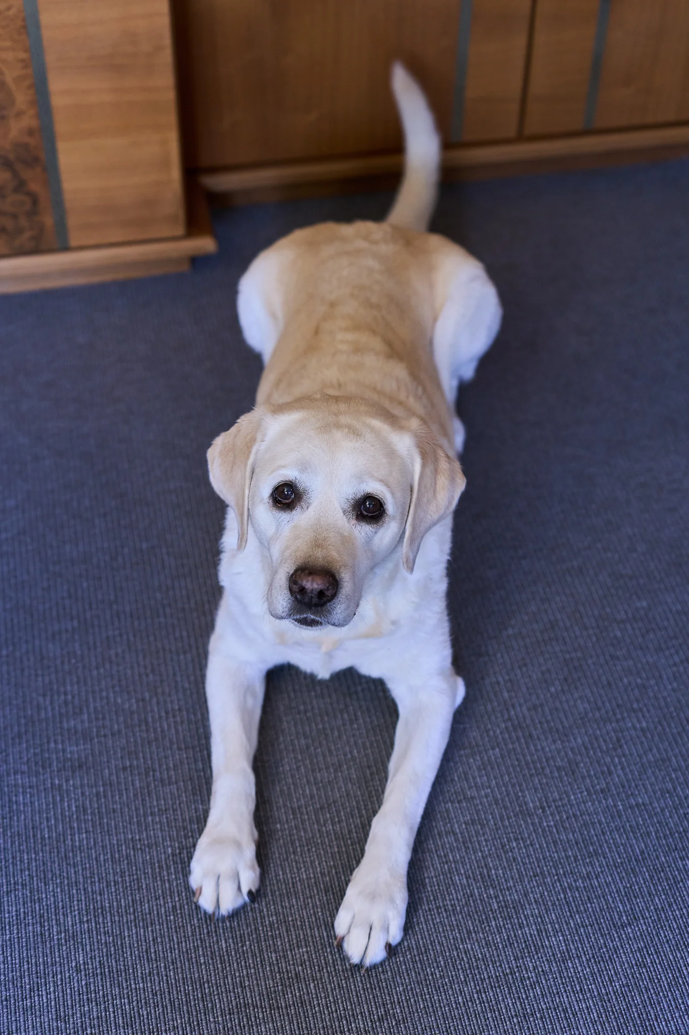 Labrador auf dem blauen Teppich in der Kanzlei